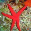 Ophidiaster ophidianus - Pink starfish - Μωβ αστερίας
