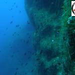 Caulerpa racemosa - Sea Grape - Θαλασσινά σταφύλια