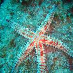 Marthasterias glacialis