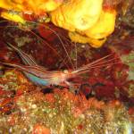 Plesionika narval - Narwhal shrimp - Μονόκερη γαρίδα
