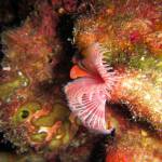 Serpula vermicularis - Plume worm - Σκουλήκι με λοφίο