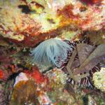 Sphaerechinus granularis - Purple sea urchin - Αχινομάνα