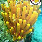 Aplysina aerophoba, Yellow Tube Sponge, Κίτρινο Σωληνωτό Σφουγγάρι