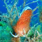 Let's explore the underwater world. Part 1