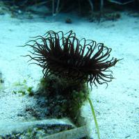 Cerianthus membranaceus - Tube dwelling anemone - Ανεμώνη που ζει σε σωλήνα