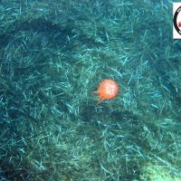 Chrysaora hysoscella - Compass jellyfish - Τσούχτρα, Μέδουσα