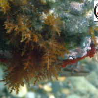 Cystoseira - Brown seaweed