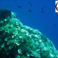 Brown seaweeds -Phaeophyta: Padina pavonica - Peacock's tail - Ουρά του παγωνιού