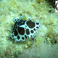 Peltodoris atromaculata - Dotted seaslug - Αγελαδίτσα