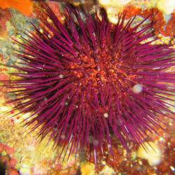 Paracentrotus lividus - Rock sea urchin - Αχινός