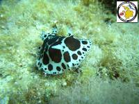 Peltodoris atromaculata - Dotted seaslug - Αγελαδίτσα