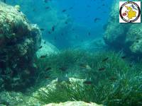 Posidonia oceanica - Neptune Grass or Mediterranean tapeweed - Ποσειδωνία