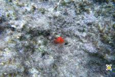 Protula bispiralis - Red fan worm - Κόκκινο σκουλήκι ξεσκονίστρα