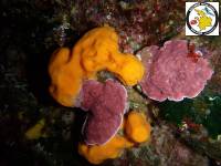 Red seaweeds with expanded leaves, Κόκκινα πλατύφυλλα φύκια, Pseudolithophyllum expansum (Rhodophyta -Red seaweeds)