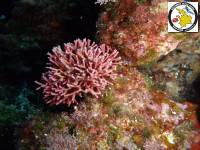 Jania rubens - Corallina  - Κόκκινα Κοραλιόμορφα φύκια