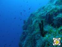 This is a deep reef with a huge blossomed wall