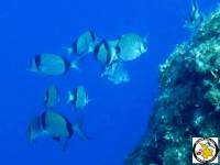 Fish at Natural Aquarium