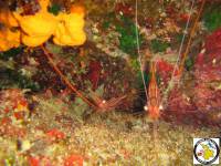 Plesionika narval - Narwhal shrimp - Μονόκερη γαρίδα Plesionika narval - Narwhal shrimp - Μονόκερη γαρίδα