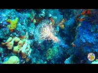 Embedded thumbnail for Grigoris Nice Reef