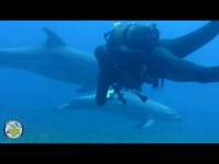 Embedded thumbnail for Dolphins meet divers!